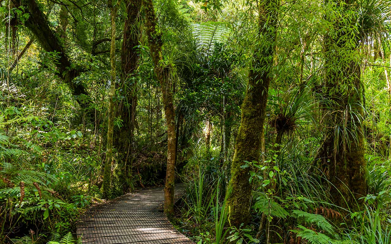 Waipoua et la côte ouest voyage, circuits, visites New Zealand Roads