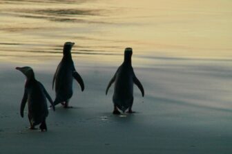 Circuit vie sauvage - 22 jours.